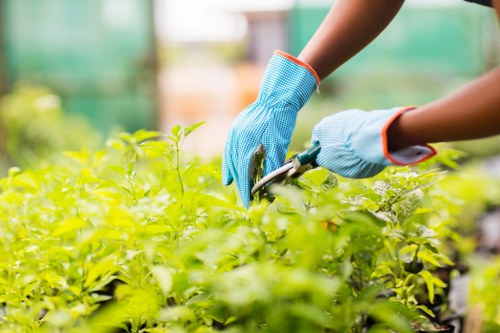 Gardener pruning shrubs in a Belmont garden