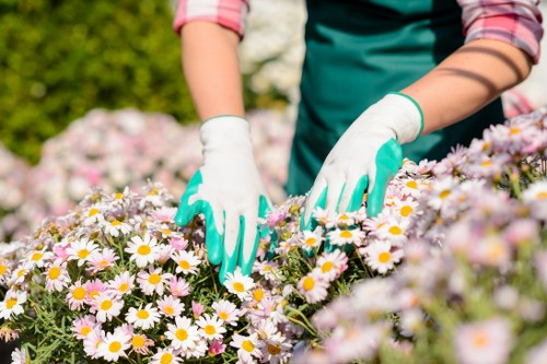 Pest management in a well-kept Belmont garden