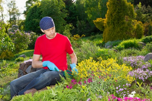 Maintenance of a landscaped yard in Belmont