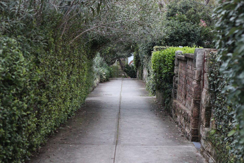 A narrow concrete garden pathway bordered on both sides by dense, neatly trimmed hedges and shrubs. On the right side, there is a low brick wall with decorative stone coping, partially covered by gree